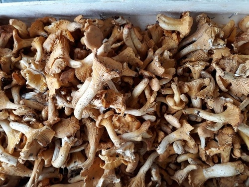 Champignons frais à Bellac